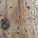 new-woodworm